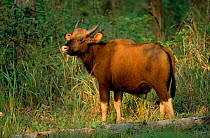Wild gaur feeding (Bos gaurus) Nagarhole NP India.
