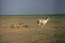 Khur / Indian wild ass running (Equus hermionus khur) Little Rann of Kutch, Gujarat, India