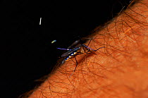 Mosquito (Toxorhynchitines) sucking human blood Biting.