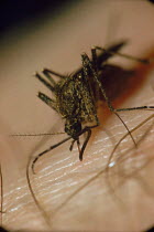 Mosquito (Toxorhynchitines) sucking human blood. Biting
