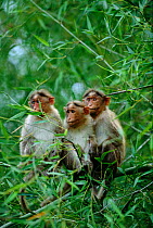Bonnet macaques sitting together in tree (Macaca radiata) Bandipur NP India