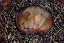 Dormouse curled up in nest