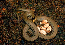 Grass snake guarding its eggs, UK