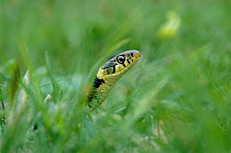 Head of Grass Snake in grass (Natrix natrix) UK