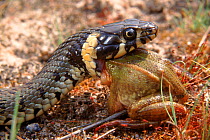 Grass snake eating Edible frog (Rana esculenta) Poland