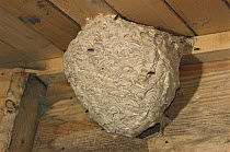 Common Wasp nest (Vespula vulgaris) in shed. UK
