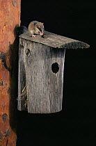 Forest dormouse eating on top of bird box.(Dryomys nitedula)  Bialowieski NP Poland
