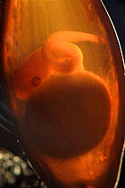 Close up of egg-case of Swell shark showing embryo, Pacific Ocean