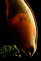 Eggcase of Swell shark showing embryo. (C. ventriosum) Pacific Cephaloscyllium
