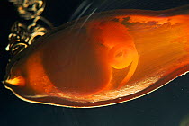 Eggcase of swell shark (Cephaloscyllum ventriosum) showing embryo, Pacific Ocean