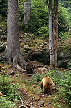 Female Brown bear with cub {Ursus arctos}Bayerischer Wald, Germany