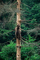 Brown bear cub climbing tree (Urus arctos) Bayerischer Wald, Germany.   captive