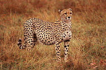 Female Cheetah, known as Kidogo, with stomach distended after feeding on Thomson's gazelle kill