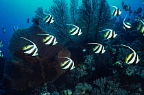 Longfin bannerfish (Heniochus acuminatus) schooling above coral reef, Indonesia