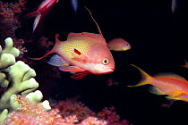 Male Anthias fish on coral reef, Red Sea