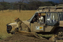Camerman Richard Matthews filming Cheetah (Fundi) with cubs, for Big Cat Diary,  Masa Marai Kenya. 1990s