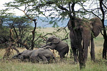 African elephant with young playing. Masai Mara. Kenya.