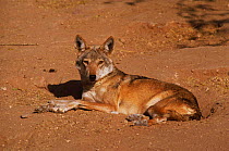 Indian grey wolf (Canis lupus) at rest in dirt, Bikaner, Rajasthan, India