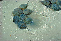 Male Horseshoe crabs mating with female. (L. polyphemus) NJ, USA. Limulus