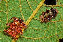 Slug caterpillar moth larva with moulted skin, Costa Rica