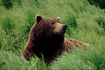 Male Grizzly bear in grass, McNeil River, Alaska