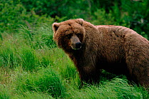Grizzly bear, McNeill River, Alaska