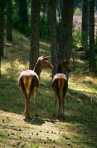 Two female Red deer (Cervus elaphus) in woodland, El Hosquillo, Cuenca, Spain
