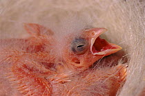 New-born canary chick