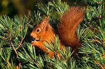 Red squirrel {Sciurus vulgaris} feeding in Scots pine, Scotland, UK