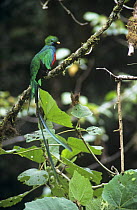 Male Resplendent quetzal (Pharomachrus mocinno) perched on branch, Costa Rica