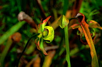 Hooded Pitcher plant seed head. (Sarracenia minor) USA Botanical Gardens Chapel Hill NC