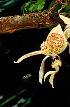 Bucket orchid attended by Euglosine bee {Coryanthes} Panama