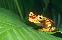 Chachi tree frog on leaf (Hyla picturata) Ecuador, South America