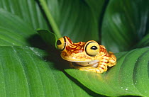 Chachi tree frog on leaf (Hyla picturata) Ecuador, South America
