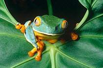 Rainforest tree frog on leaf (probably Cruziohyla sylviae, formerly Cruziohyla calcarifer) Costa Rica, captive