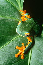 Rainforest tree frog on leaf (probably Cruziohyla sylviae, formerly Cruziohyla calcarifer)  Costa Rica, captive