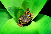 Tree frog (Ostocephalus oophagus) in bromeliad, female lays eggs for her tadpoles to eat. Brazil, South Americal
