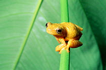 Rainforest treefrog on leaf. (Hyla leucophyllata) Bolivia