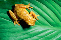 Rainforest tree frog on leaf. (Hyla leucophyllata) Bolivia