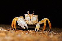 Ghost crab on beach at night (Ocypode sp) Madagascar