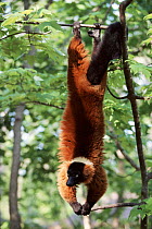 Red ruffed lemur hanging by feet in tree