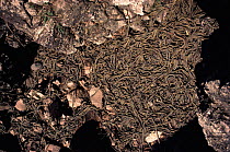 Common garter snakes hibernation site. Narcisse, Canada