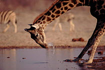 Giraffe drinking at waterhole, Namibia, Etosha NP