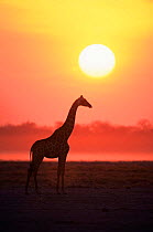 Giraffe (Giraffa camelopardalis) silhouetteD at sunset.  Etosha NP, Namibia