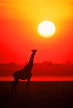 RF- Giraffe silhouette at sunset. Namibia, Etosha National Park. (This image may be licensed either as rights managed or royalty free.)