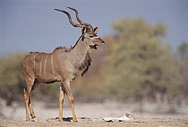 Greater kudu male, Etosha NP, Namibia