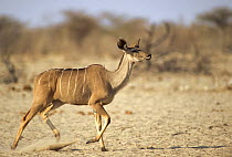 Female Greater kudu (Tragelaphus strepsiceros), Etosha NP, Namibia