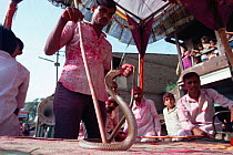 Man with trained Cobra snake, annual snake festival in Shirala, Maharashtra, India