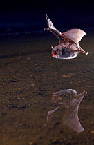 Daubenton's bat hunting insects over water {Myotis daubentoni} Germany, Europe