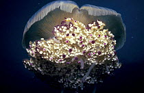 Cotylorhiza tuberculata - rare, large jellyfish thought not to sting; note large numbers of aural lobes. Mediterranean Sea